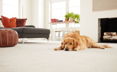 Flooring Ideas for Pets