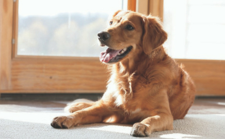 How to Maintain Carpet
